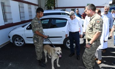 TERÖR OPERASYONLARINDA GÖREV ALAN MAYIN ARAMA KÖPEKLERİNİN TEDAVİSİNİ ÜSTLENDİ