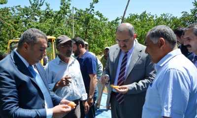 Vali Ali Kaban, kayısı bahçesini gezerek incelemelerde bulundu.