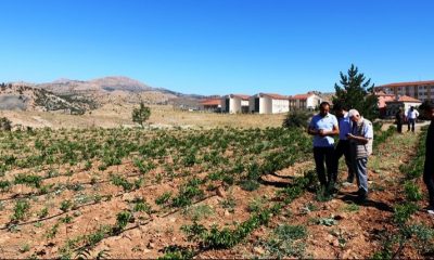 Belediye Ceviz Fidanı Yetiştiriyor