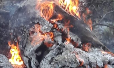 Pütürge Hadino orman yangını