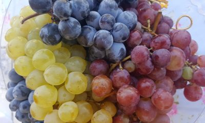 ÜZÜMÜN SULTANLARI