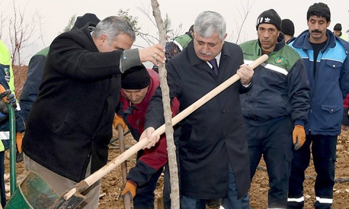 TOKİ 3. BÖLGEDE AĞAÇLANDIRMA ÇALIŞMALARI