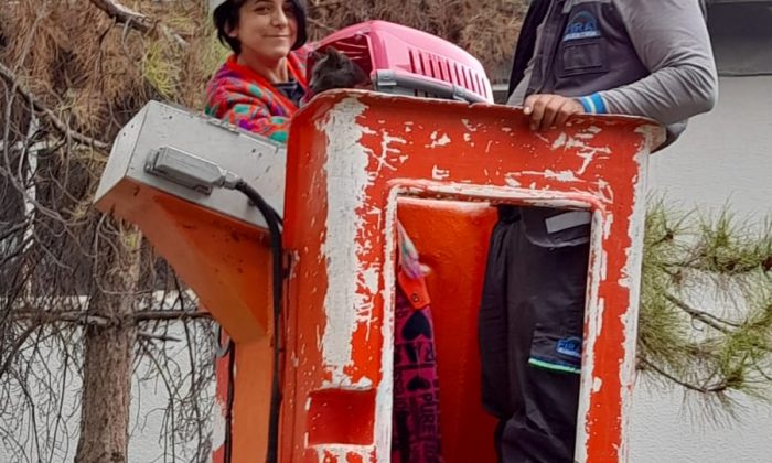 Evcil kedi şeker’i Fırat Edaş kurtardı.