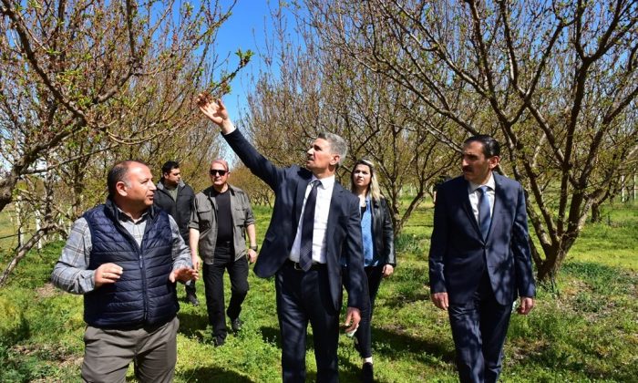 Zirai Don Nedeniyle Hasar Gören Kayısı Bahçelerinde İnceleme Yapıldı