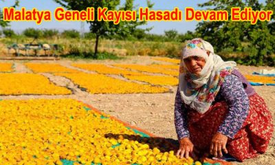 Malatya’da Kayısı Hasadı Tüm Bölgelerde Devam Ediyor