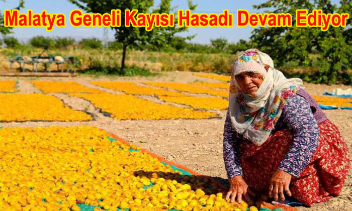 Malatya’da Kayısı Hasadı Tüm Bölgelerde Devam Ediyor