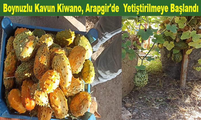 Boynuzlu Kavun Kiwano, Arapgir’de  Yetiştirilmeye Başlandı