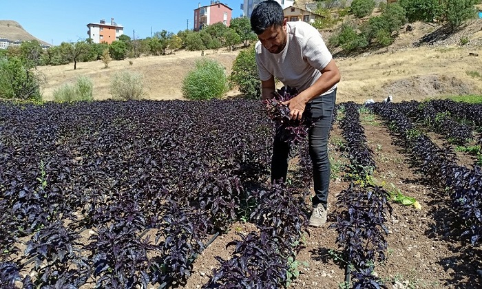 Endemik Bitkiler Kongresi 26-28 Haziran’da Arapgir’de Yapılacak